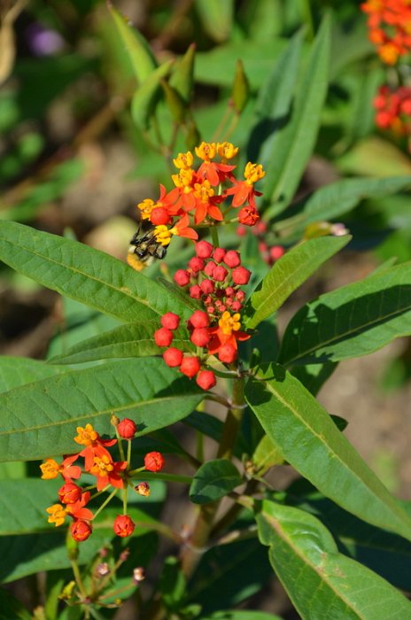 Asclepias curasavica 'Red Butterfly'